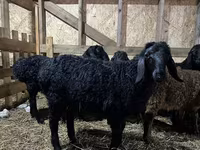 Carnero, Baerchuke sheep — foto 1