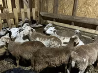 Carnero, Katum sheep — foto 1