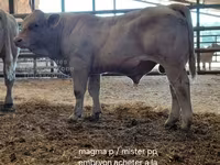 ষাঁড়, Charolais cattle — ছবি 7