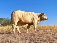 ষাঁড়, Charolais cattle — ছবি 2