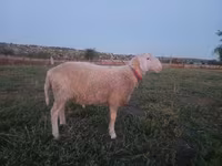 ভেড়ার পাঁঠা, Assaf sheep — ছবি 2