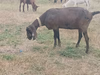 Cabra, Nubian Goat — foto 2