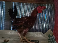 Chickens — ছবি 3