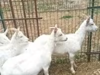 Cabra, Saanen goat — foto 3