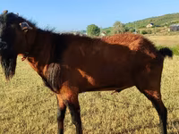 ছাগী, Saanen goat — ছবি 5