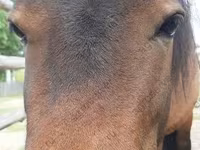 घोड़ी, American shetland pony — फ़ोटो 1