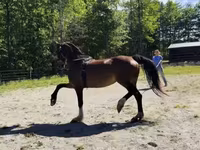 घोड़ी, Dutch warmblood horse — फ़ोटो 7