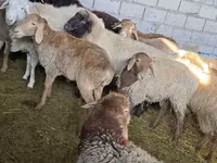 نعجة, Tian-Shan semifinewool sheep — الصورة 6