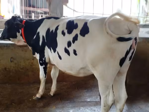 Vaca, Raza Holstein — Bangladés