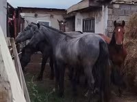 घोड़ा, Horse breed — फ़ोटो 2