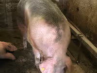 मादा सूअर, सूअर — फ़ोटो 2