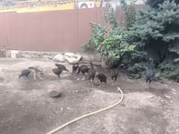 Chickens — Foto 8