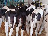 Bulle, Holstein-Rasse — Foto 8
