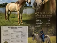 घोड़ा, Rocky Mountain Horse — फ़ोटो 1
