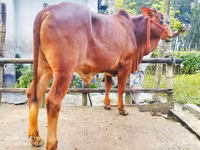 Toro, Ganado vacuno — foto 5