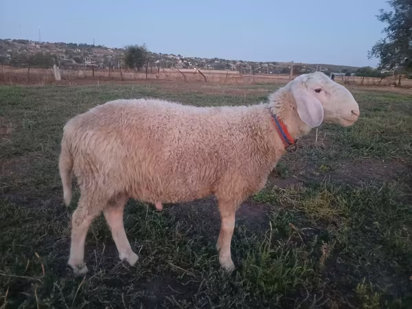 ভেড়ার পাঁঠা, Assaf sheep