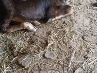 गाय, अलाताऊ नस्ल — फ़ोटो 2