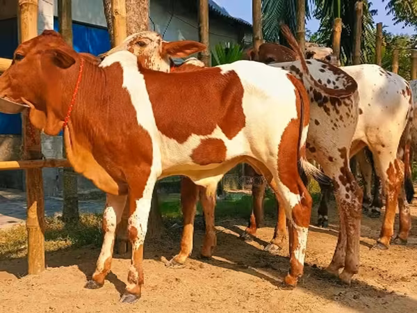 ষাঁড়, বিফালো — বাংলাদেশ