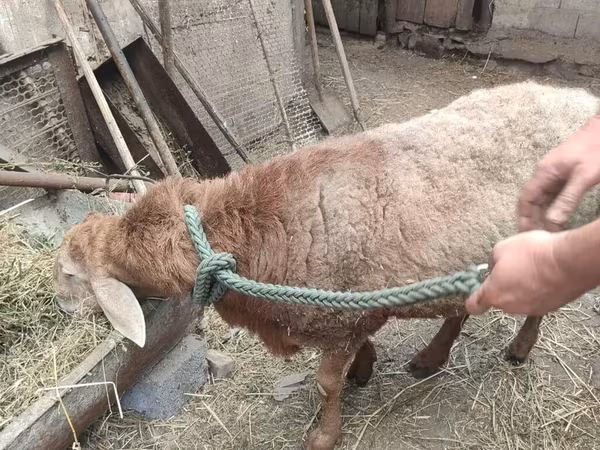 Гӯсфандон