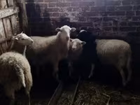 ভেড়ার পাঁঠা, Katum sheep — ছবি 2