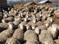 كبش, Kuibyshev sheep — الصورة 4