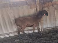 公羊, Hissar sheep — 照片 2