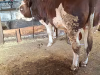 Toro, Simmental cattle — foto 3