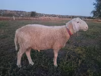 ভেড়ার পাঁঠা, Assaf sheep — ছবি 1
