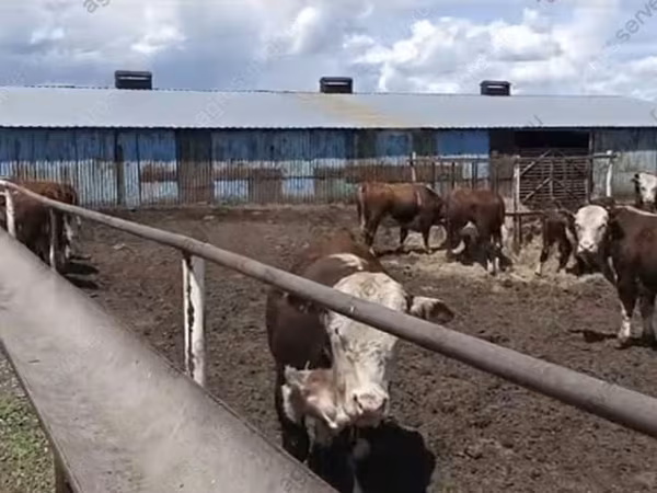 Vaca, Hereford