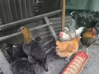 Chickens — Foto 5