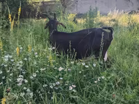 Cabra, Nubian Goat — foto 5