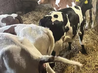 Toro, Simmental cattle — foto 6
