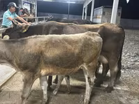 Kuh, Ukrainian Brown Dairy Cattle — Foto 3