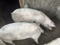 خنزيرة, Крупная белая — الصورة 1
