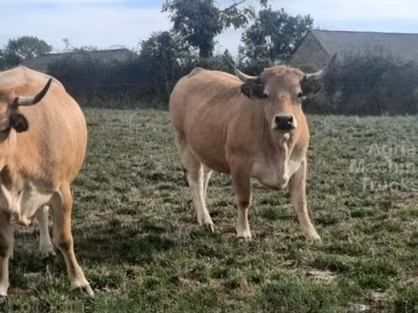 গাভী, Aubrac cattle