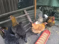 Chickens — Foto 3