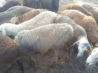 كبش, Hissar sheep — الصورة 3