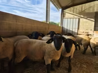 ভেড়ার পাঁঠা, White Suffolk sheep — ছবি 2