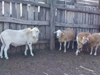 मेढ़ा, Katum sheep — फ़ोटो 1