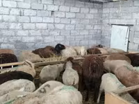 نعجة, الأغنام — الصورة 8