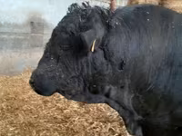 ষাঁড়, কাস্তা গরু — ছবি 2