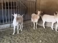 ছাগী, Pomellata goat — ছবি 2
