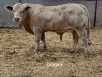 ষাঁড়, Charolais cattle — ছবি 1