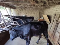 গাভী, গরু — ছবি 7