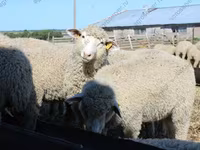 كبش, Kuibyshev sheep — الصورة 1