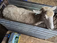 نعجة, Kuibyshev sheep — الصورة 2
