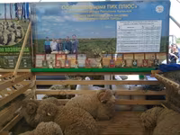 मेढ़ा, भेड़ — फ़ोटो 1
