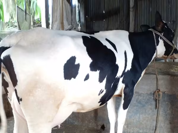গাভী, বিফালো — বাংলাদেশ