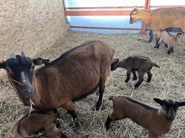 Cabra, Alpine goat