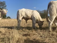 ষাঁড়, Charolais cattle — ছবি 3